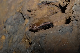 Tri colored bat hibernating in an abandoned limestone mine