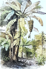 Tropical Growth near Ratnapura Sri Lanka