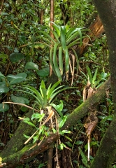 Tropical Rain Forest with Bromeliads growing