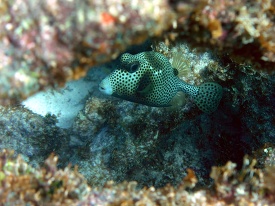 trunkfish swimming