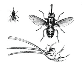 tsetse fly historical illustration africa