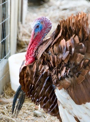 turkey with a blue head and red beak