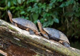 Turtle Costa Rica Photograph