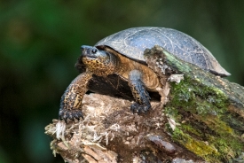 Turtle on Rock Costa Rica Photograph