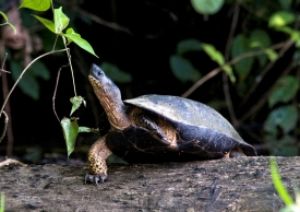 Turtle Sitting On Tree Stump Costa Rica