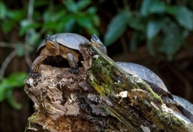 Turtle Sitting On Tree Stump Costa Rica