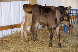 two baby cows photo 26a