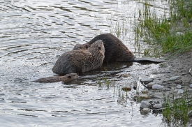 two beavers on shoreline on lake montana