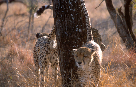 two cheetahs are standing in the grass