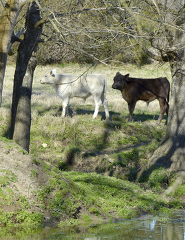 two cows are standing in a field with trees and grass