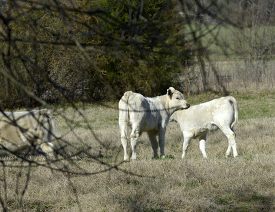 two cows standing in a field next to trees in tennessee