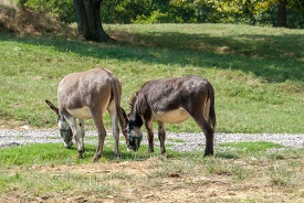 two donkeys are grazing in a field with trees in the background