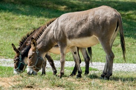 two donkeys are grazing on grass in a field