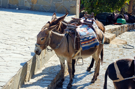 two donkeys standing on road