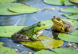 two frogs in a pond resting on lily pads