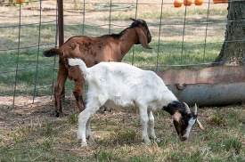 two goats are grazing in a fenced in area