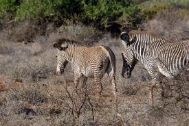 two Grevys zebra walking in scrubland africa