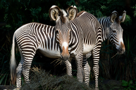 two grevys zebras side by side at zoo