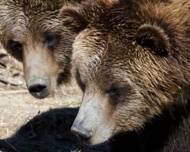 two grizzly bear faces