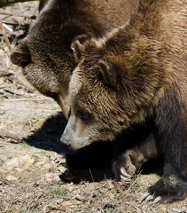 two grizzly bears 70A