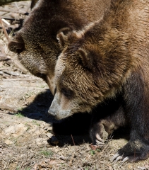 two grizzly bears side by side