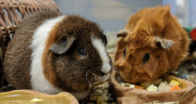 two Guinea Pigs at food bowl