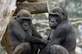 Two Lowland Gorilla sitting next to each other