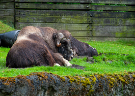 two musk oxen resting at zoo