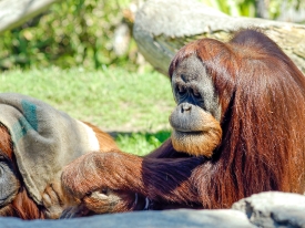 two orangutan sitting together