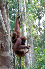 two orangutans in trees in the rainforest of borneo