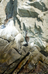two pelicans on rocks cabo san lucas