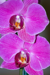 two purple phalaenopsis Orchids