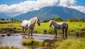 two white horses standing in a small pond