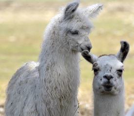 two white llamas at farm