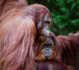 two_orangutan distinctive red fur