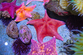 variety of brightly colorful starfish photo