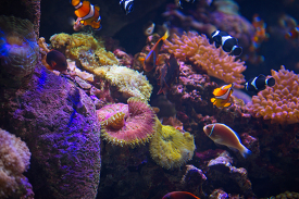 variety of coral with clown fish swimming