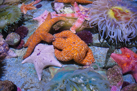 variety of large orange starfish photo
