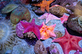 variety of orange red starfish photo