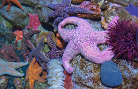 variety of star fish sea urchins on rocks