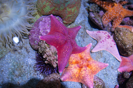 variety of starfish ocean animls