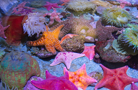 variety of starfish photo 086