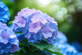 vibrant blue hydrangea petal after a rain