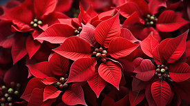 vibrant red bracts of the poinsettia plant with dark green leave