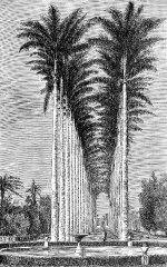 View of  the Avenue of Palms in the Botanic Gardens Rio de Janei