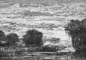 View on the River Surinam Dutch Guiana Illustration