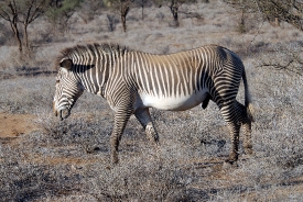 viewing Grevys zebra on safari in africa