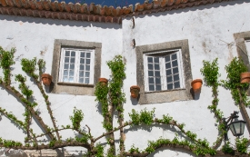 vines on exterior white washed walls home obidos portugal_850403
