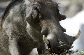 Warthog Close Up