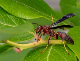 Wasp looking for food on plant stem and leaf photo image